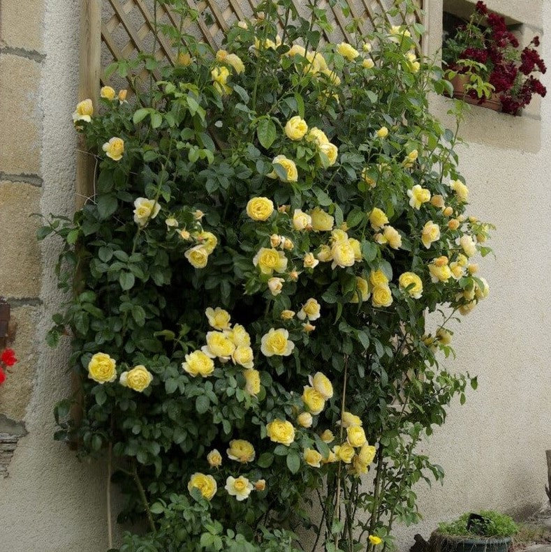 Soleil Vertical