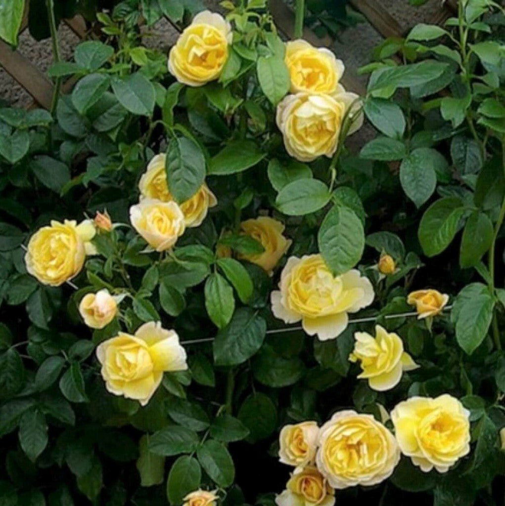 Soleil Vertical