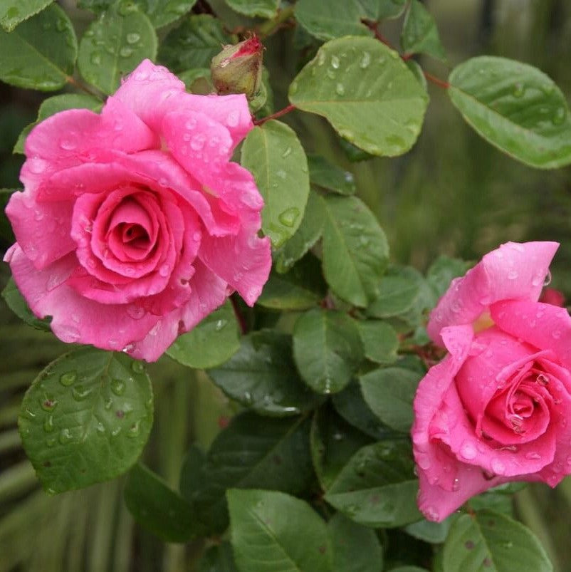 Zephirine Drouhin