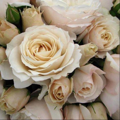 Princess Astrid de Belgique