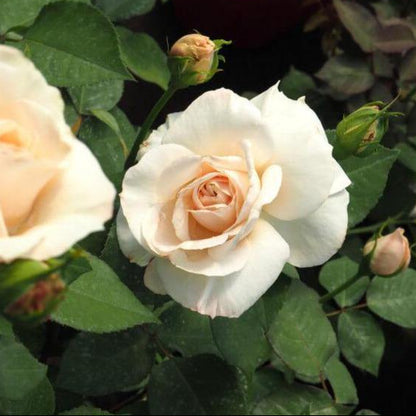 Princess Astrid de Belgique