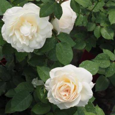 Princess Astrid de Belgique