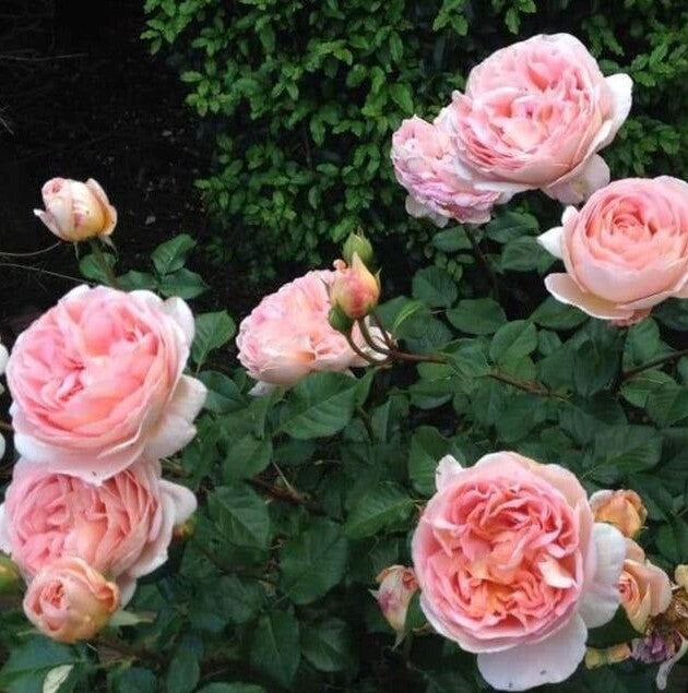 Abraham Darby