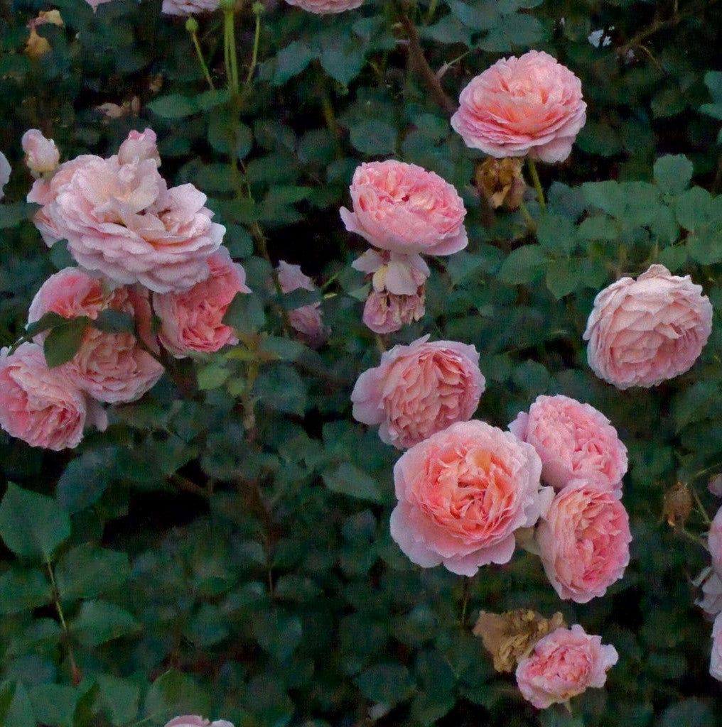 Abraham Darby