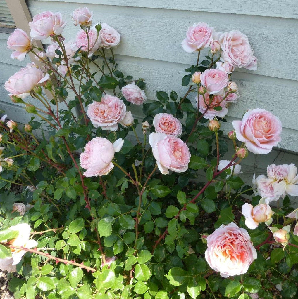 Abraham Darby