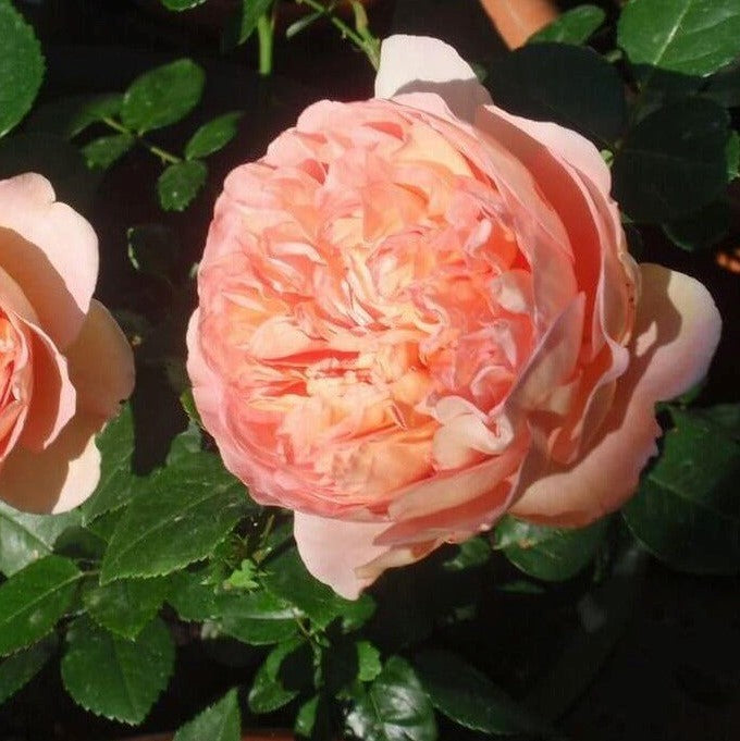Abraham Darby