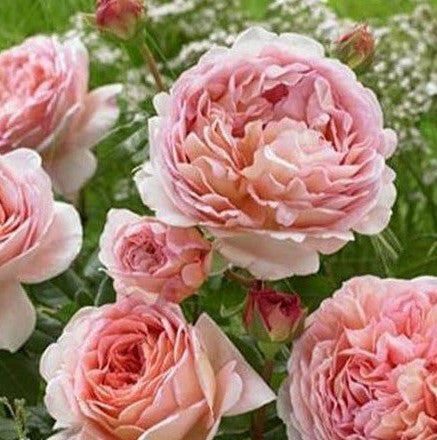 Abraham Darby