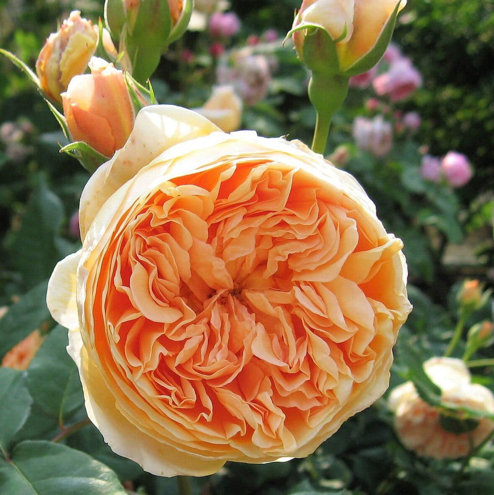 Kronprinzessin Margareta