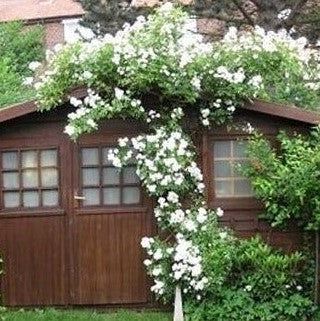 Garlande D'Amour