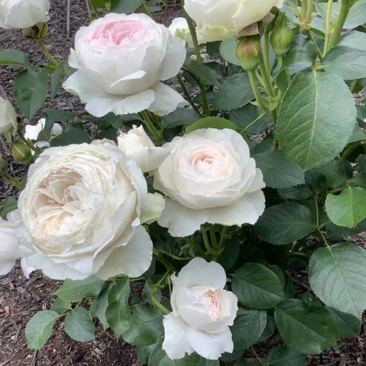 Herzogin Christiana