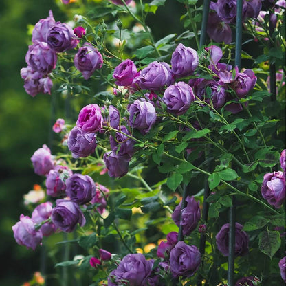 Lunara