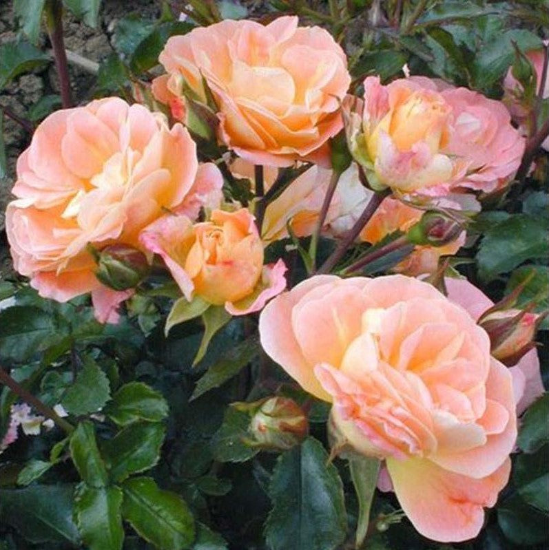 Peach Drift