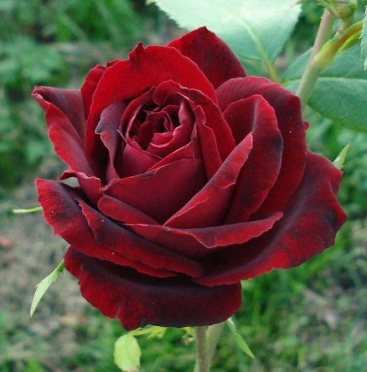 Perle Noire
