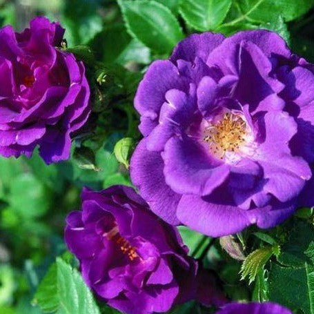 Rhapsody in Blue