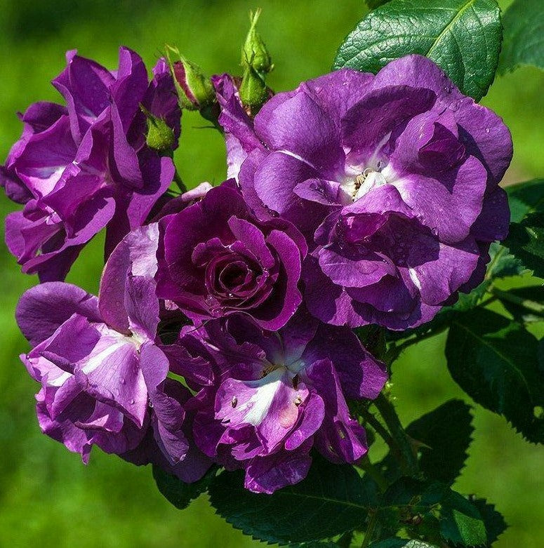 Rhapsody in Blue