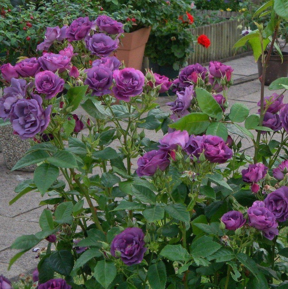 Rhapsody in Blue