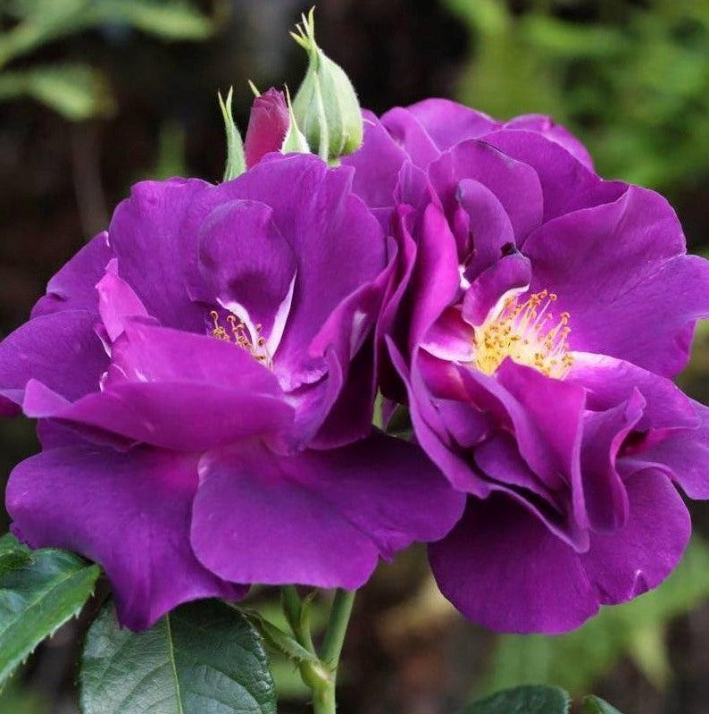 Rhapsody in Blue