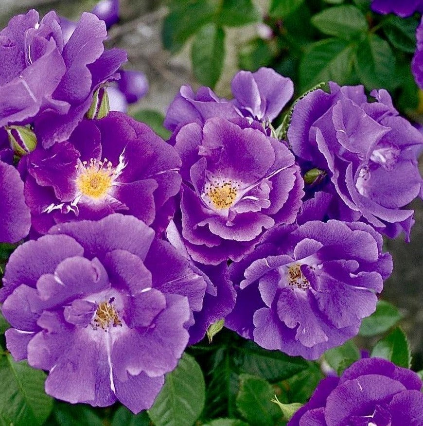 Rhapsody in Blue