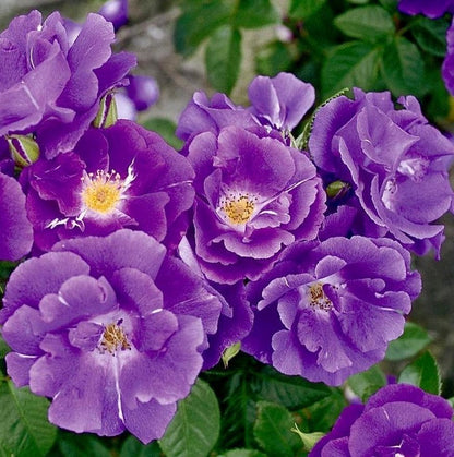 Rhapsody in Blue