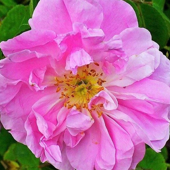 Rosa Damascena Trigintipetala