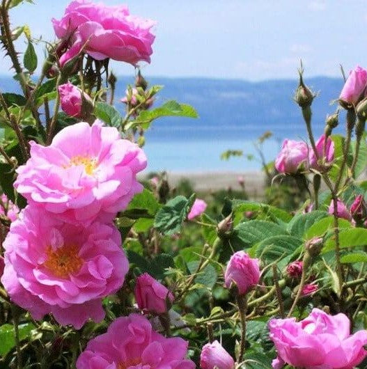 Rosa Damascena Trigintipetala
