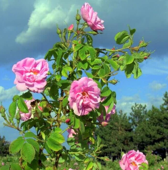 Rosa Damascena Trigintipetala