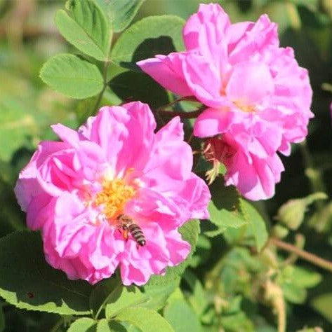 Rosa Damascena Trigintipetala