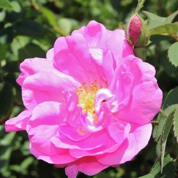 Rosa Damascena Trigintipetala