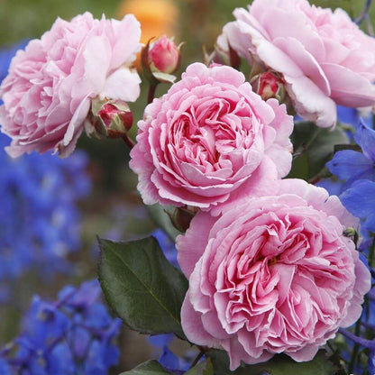 Rosengrafin Marie Henriette