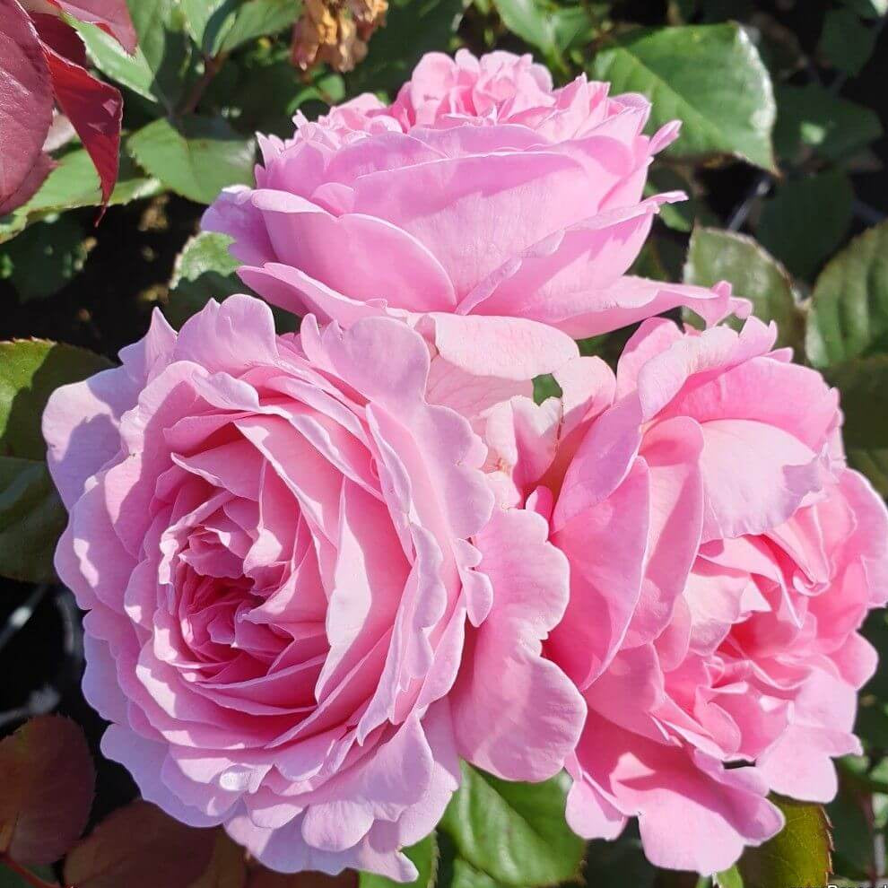 Rosengrafin Marie Henriette