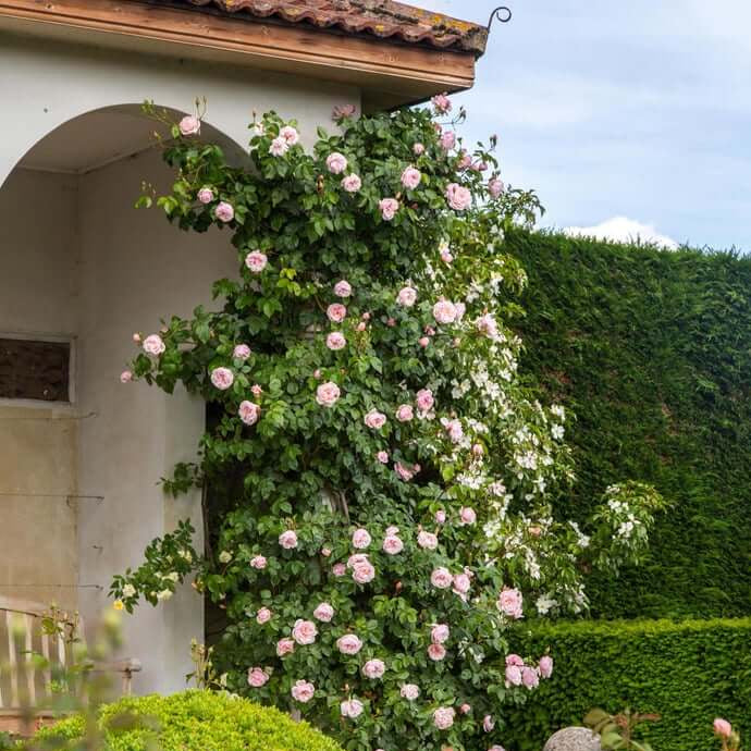 The Generous Gardener