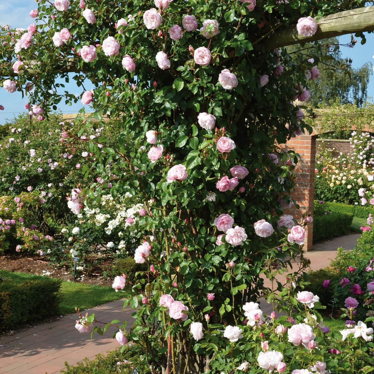 The Generous Gardener