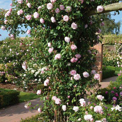 The Generous Gardener
