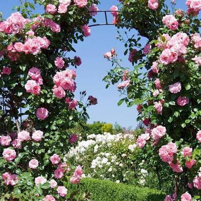 The Generous Gardener