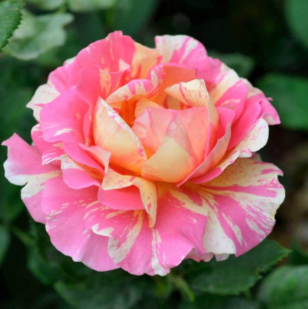 Jacques Monet Roses Claude Monet ® | Teahibrid rózsa | Kerti rózsabokor – Famous Roses ...