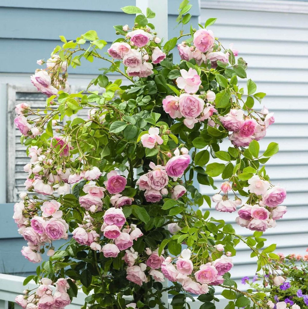 Jasmin