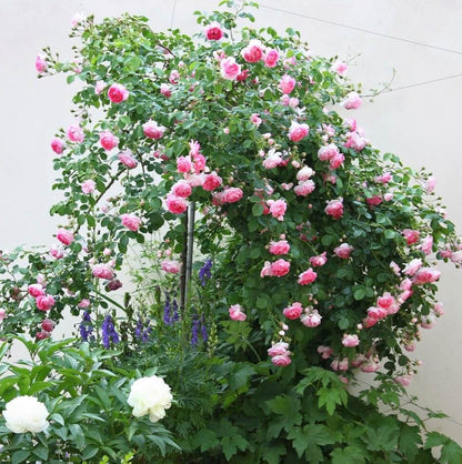 Jasmin