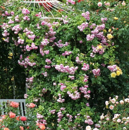 Jasmin