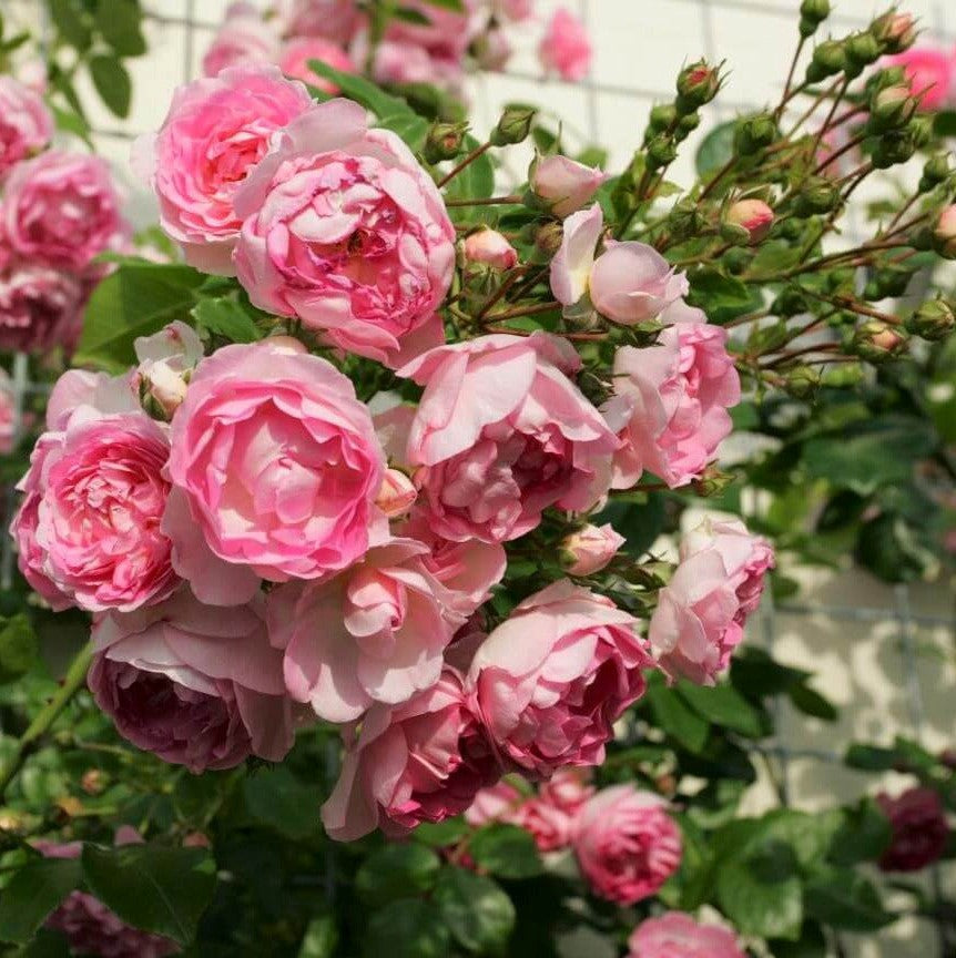 Jasmin