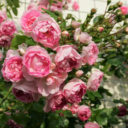Jasmin