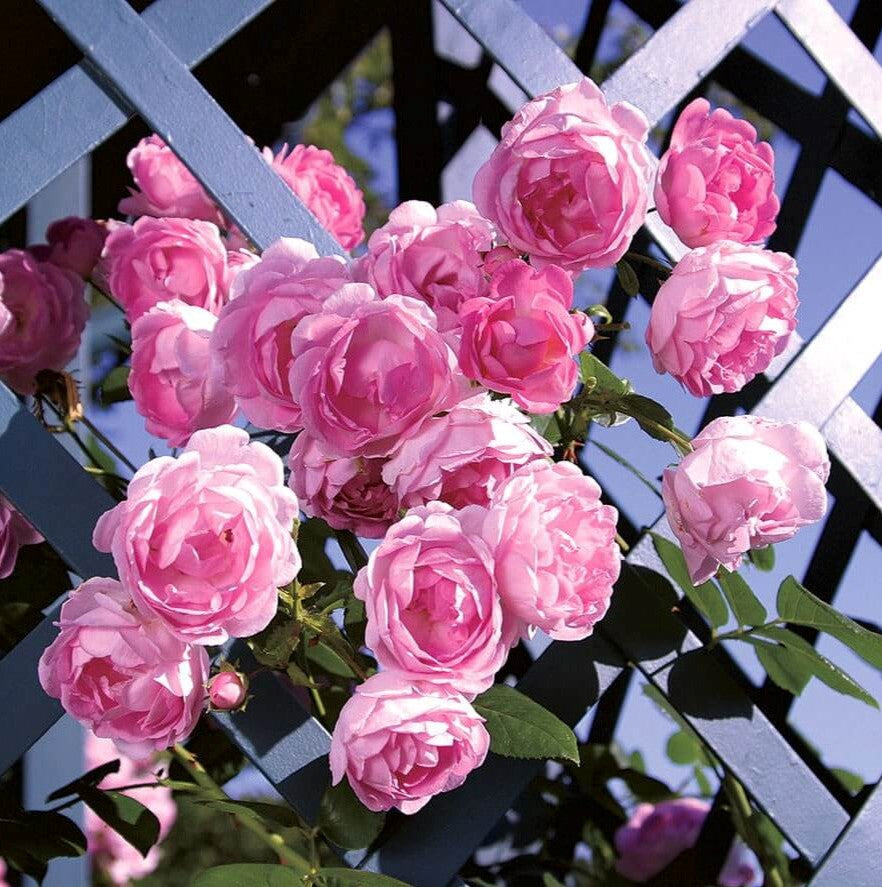 Jasmin