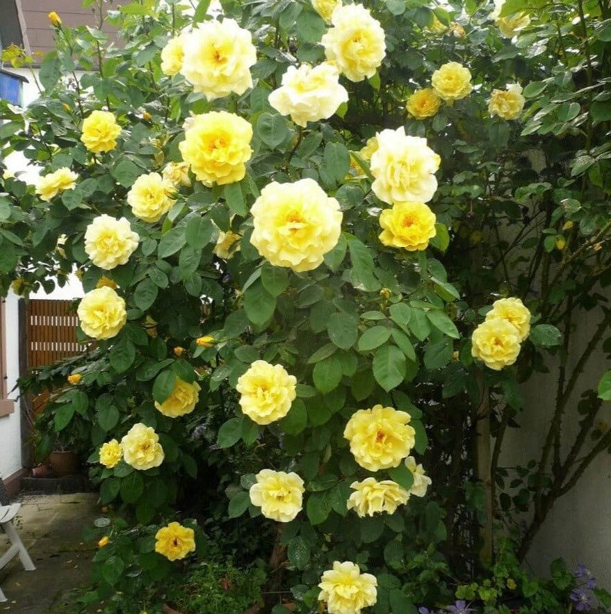 Vertical Garden Roses Soleil Vertical ® | Climbing and trailing rose | Garden rose bush ...
